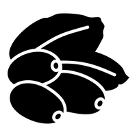 Berberisbär