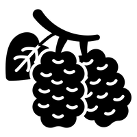 Mullbär